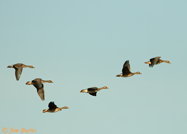 Greater White-fronted Geese in flight