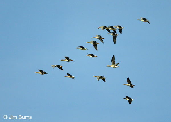 Greater White-fronted Geese in flight