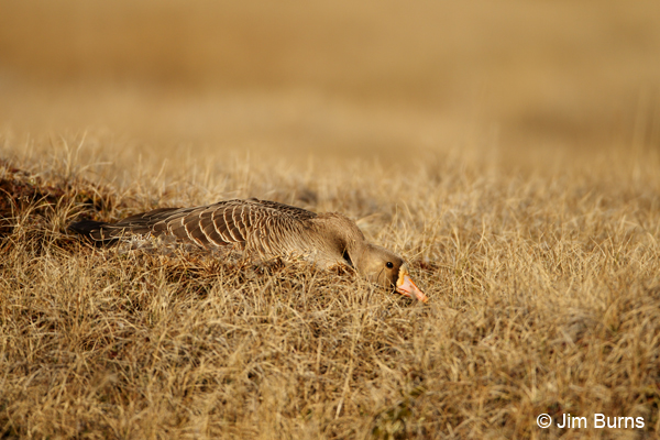 Greater White-fronted Goose female camoflauged on tundra nest