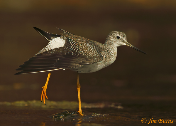 Greater Yellowlegs wing stretch--2102
