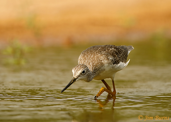 Greater Yellowlegs trolling for fish--6551