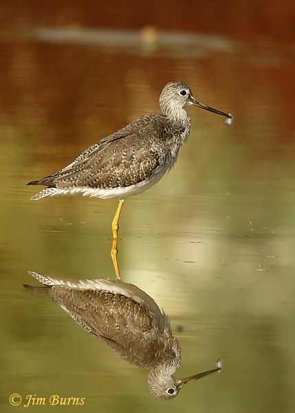 Greater Yellowlegs with a feather from preening --9484