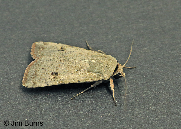 Green Cutworm Moth, Arizona