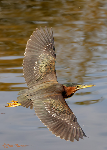 Green Heron in flight, dorsal view--1385