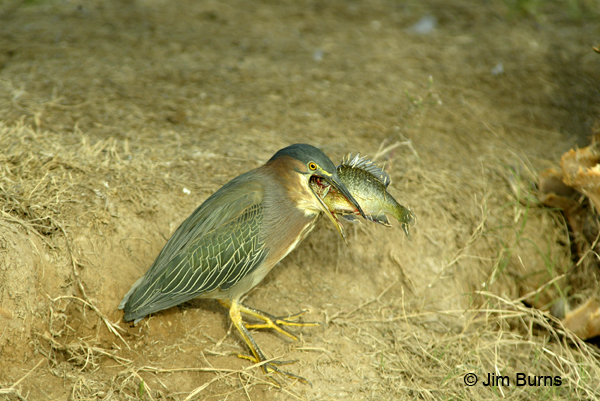 Green Heron biting off more than it can chew