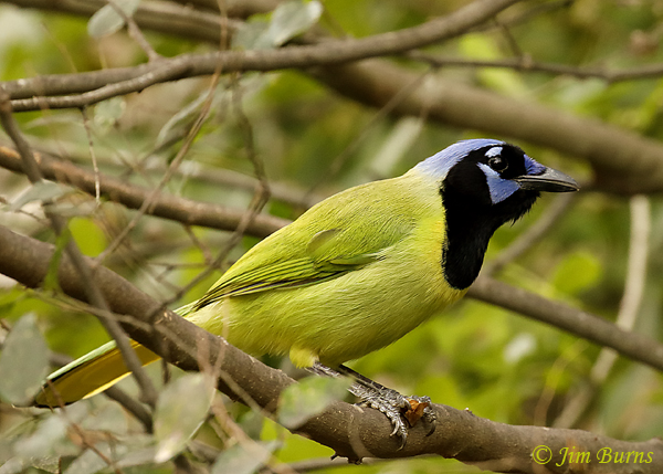 Green Jay with Turk's Cap berry--9328