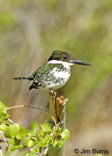 Green Kingfisher female on post