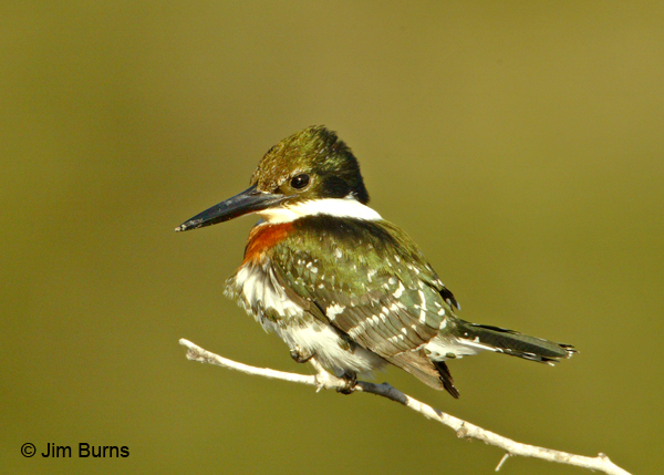 Green Kingfisher male dorsal view
