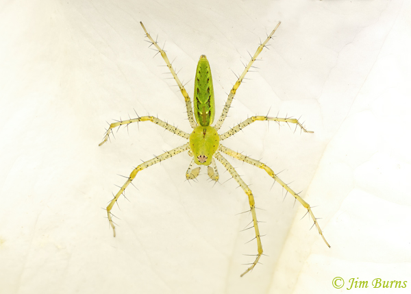 Green Lynx Spider, Arizona