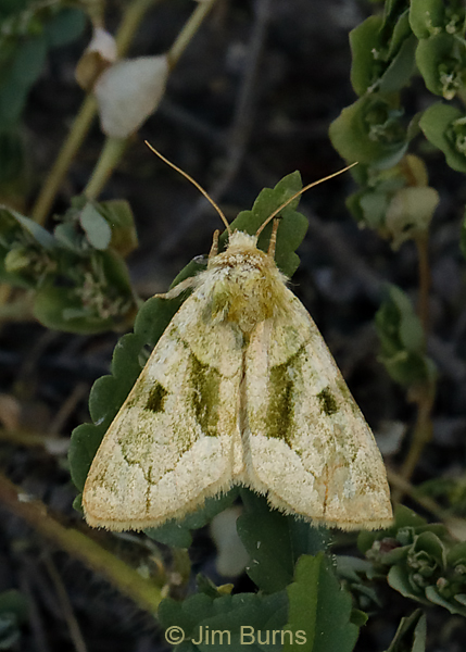 Green Oslaria Moth, Arizona--0576