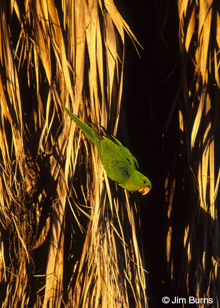 Green Parakeet working down palm fronds