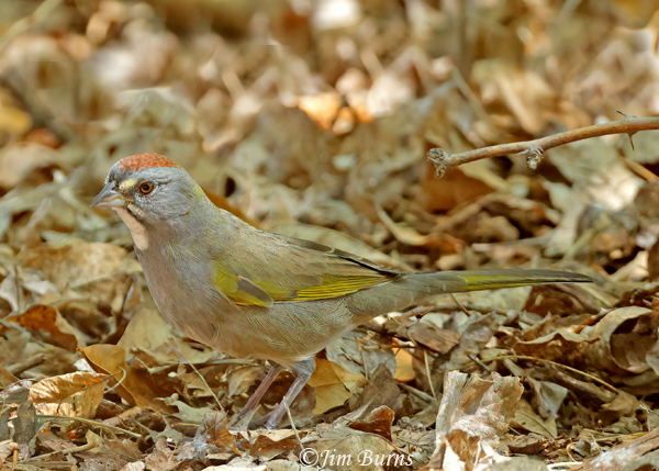 Green-tailed Towhee fall migrant #2--5579