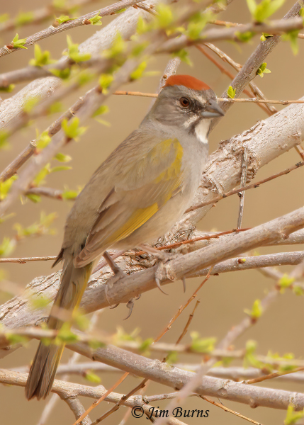 Green-tailed Towhee spring migant--2670