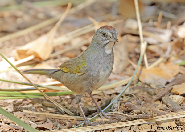 Green-tailed Towhee fall migrant--5560