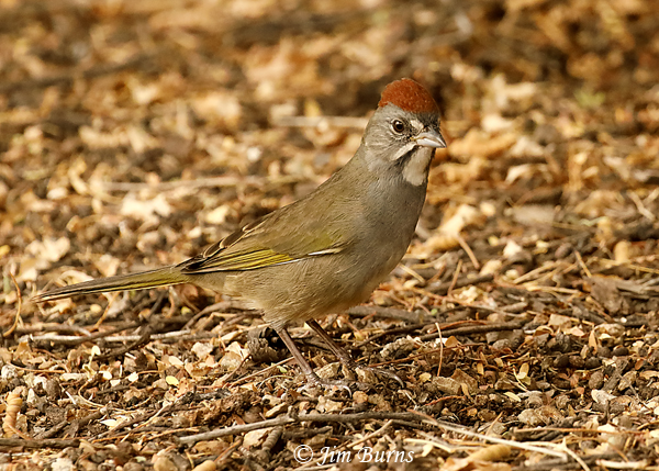 Green-tailed Towhee portrait--7603