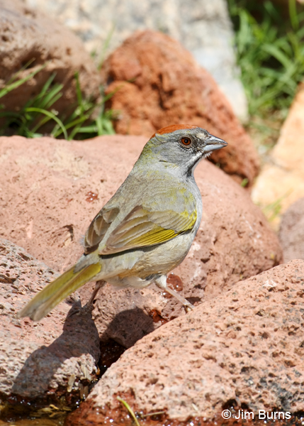 Green-tailed Towhee on rock