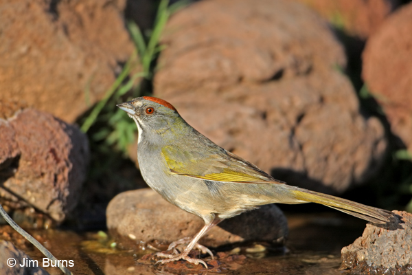 Green-tailed Towhee at water