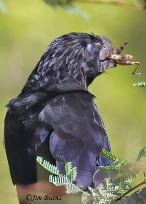 Groove-billed Ani with grasshopper--3997