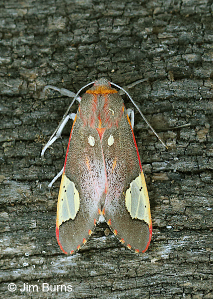 Grote's Bertholdia Moth, Arizona