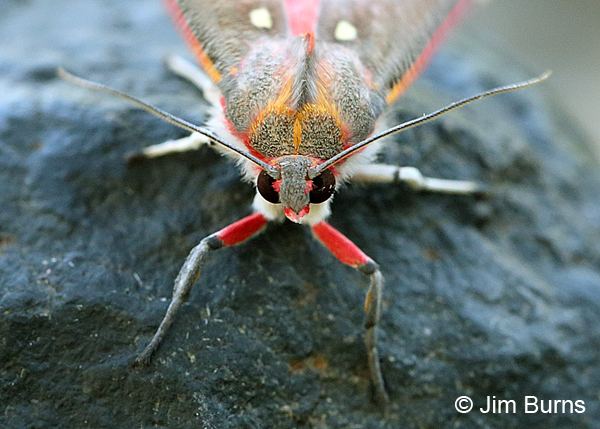 Grote's Bertholdia Moth face shot, Arizona