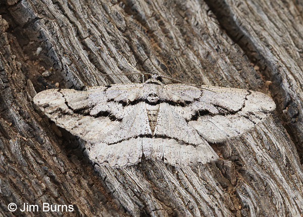 Gulf Coast Gray Moth, Coronado NM, Arizona