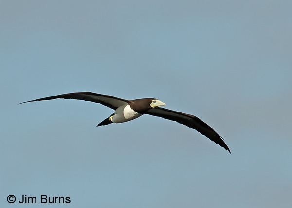 Brown Booby adult in flight