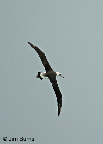 Laysan Albatross in flight dorsal view