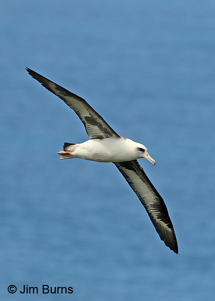 Laysan Albatross underwing pattern