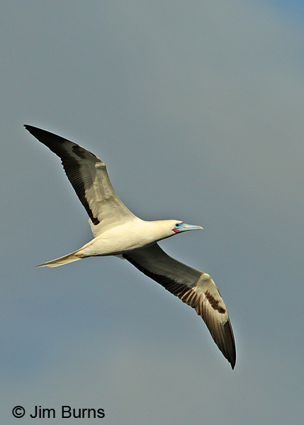 Red-footed Booby in flight