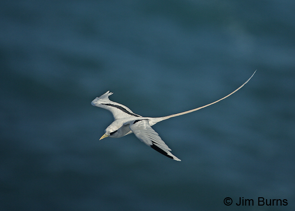 White-tailed Tropicbird over blue water