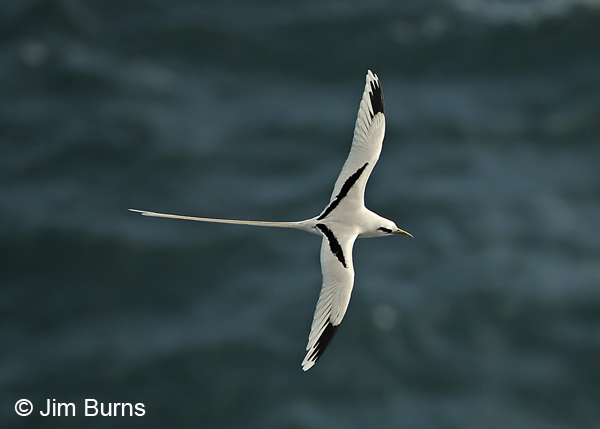 White-tailed Tropicbird over green water
