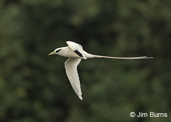 White-tailed Tropicbird over forest