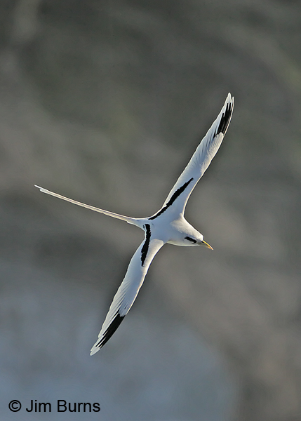 White-tailed Tropicbird vertical