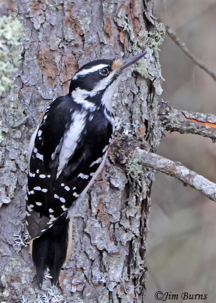 Hairy Woodpecker female--5930