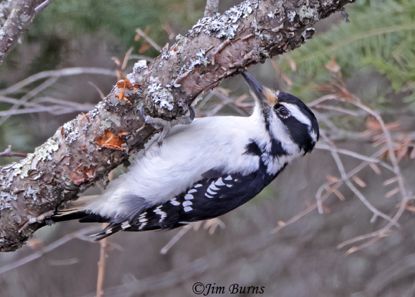 Hairy Woodpecker female exploring underside of branch--6021