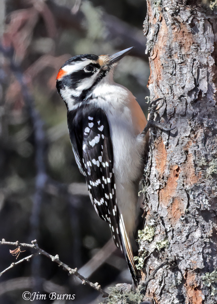 Hairy Woodpecker male on pine--6283