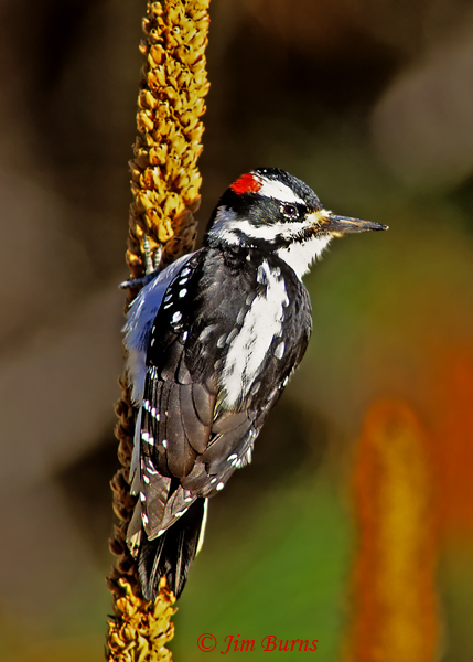 Hairy Woodpecker male close-up on mullein