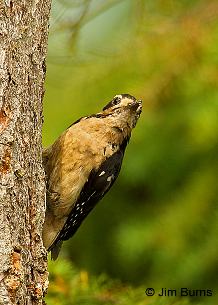 Hairy Woodpecker juvenile female