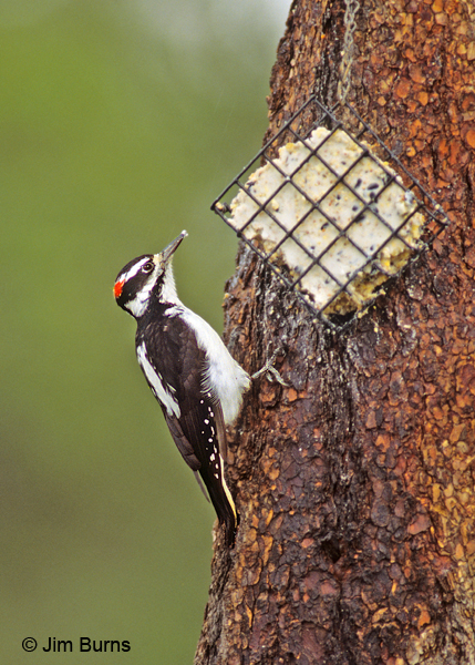 Hairy Woodpecker male at suet feeder