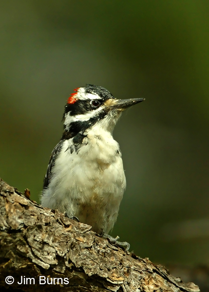 Hairy Woodpecker male close-up on branch