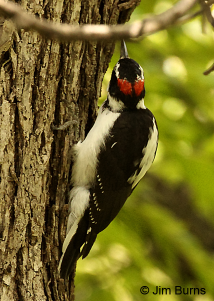 Hairy Woodpecker red cap