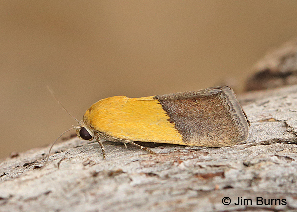 Half-yellow Moth, Arizona