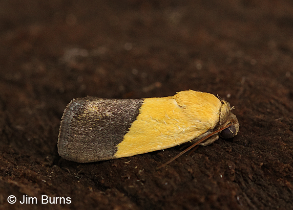 Half-yellow Moth #2, Arizona