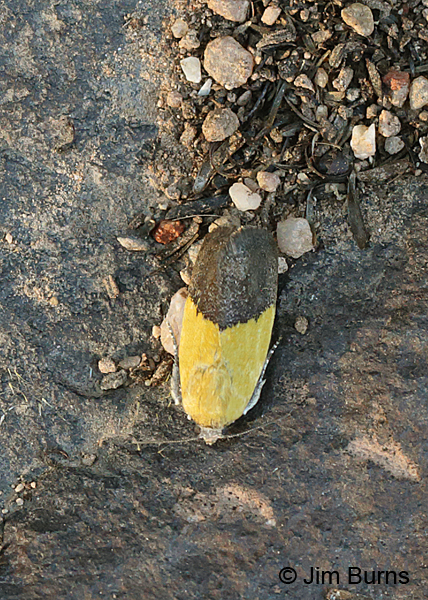 Half-yellow Moth dorsal view, Arizona