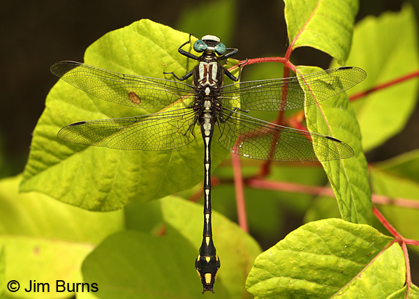 Handsome Clubtail male dorsal view, Marshall Co., TN, June 2016