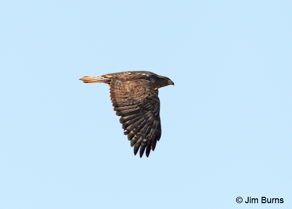 Harlan's dark morph Red-tailed Hawk in flight dorsal view