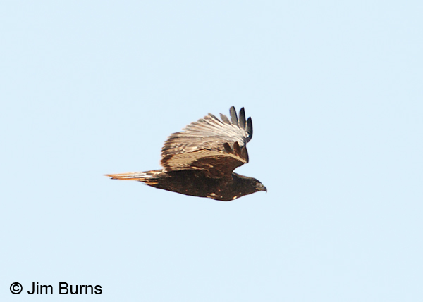 Harlan's dark morph Red-tailed Hawk in flight ventral view #2