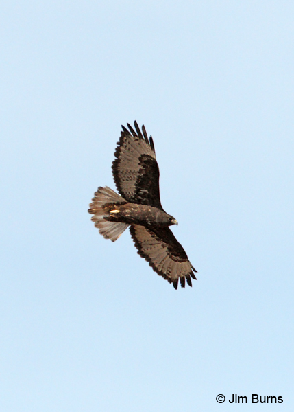 Harlan's dark morph Red-tailed Hawk adult in flight ventral view