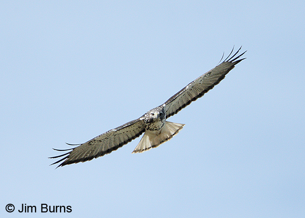 Harlan's light morph Red-tailed Hawk incoming