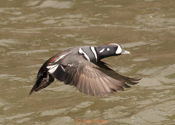 Harlequin Duck male in flight--1417